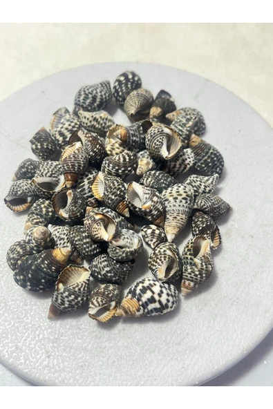 gemsartdeco Deniz Kabuğu Koyu Renk Paket (50 adet) - Resim 2