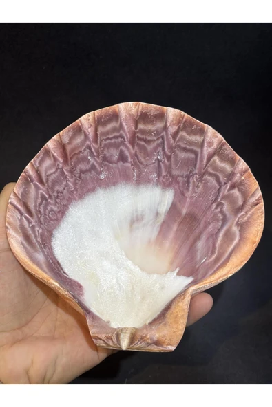 gemsartdeco Lion's Paw Scallop Kabuk - Resim 2