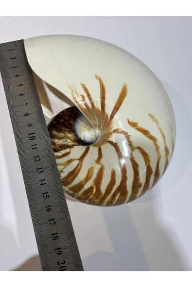 gemsartdeco NATİLUS KOLEKSİYON KABUK - Resim 4