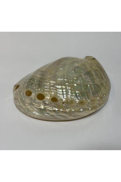 gemsartdeco ASIMILIS KABUK ürün görseli