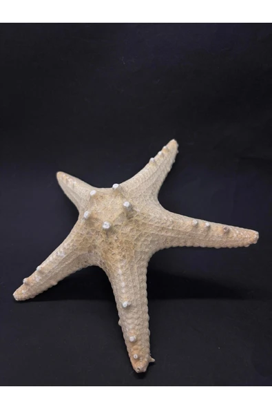 gemsartdeco BEYAZ DENİZ YILDIZI - Resim 2