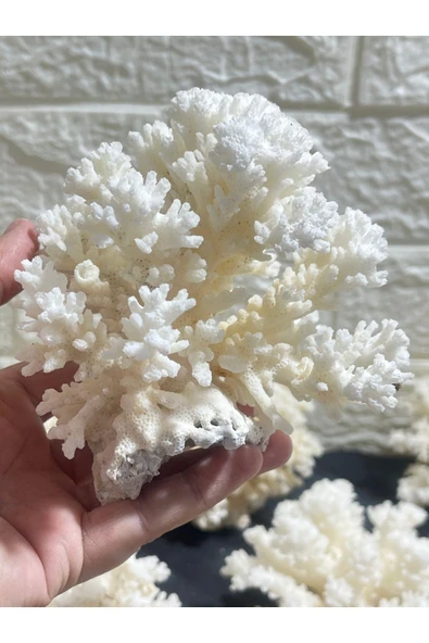 gemsartdeco Mercan Doğaltaş Boy 4 - Resim 4