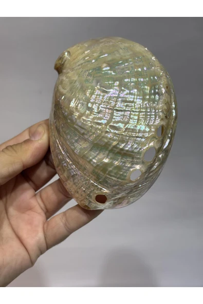 gemsartdeco ASIMILIS KABUK - Resim 4