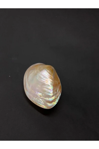 gemsartdeco CABEBE KABUK - Resim 2