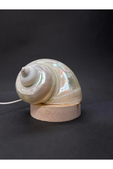 gemsartdeco NAUTİLUS KABUK GECE LAMBASI - Resim 4