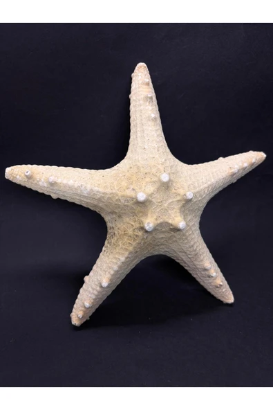 gemsartdeco BEYAZ DENİZ YILDIZI ürün görseli