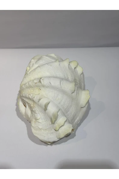 gemsartdeco TRIDACNA KOLEKSİYON KABUK - Resim 5