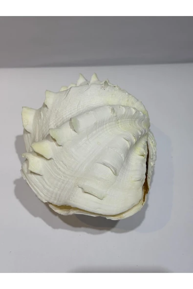 gemsartdeco TRIDACNA KOLEKSİYON KABUK ürün görseli