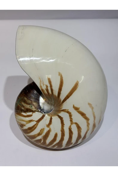 gemsartdeco NATİLUS KOLEKSİYON KABUK - Resim 5