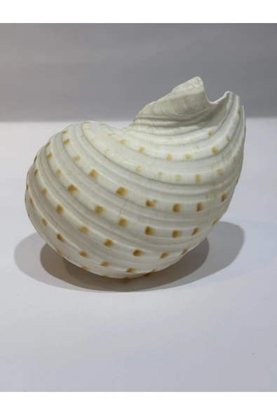 gemsartdeco TONA SKOSA SHELL - Resim 5