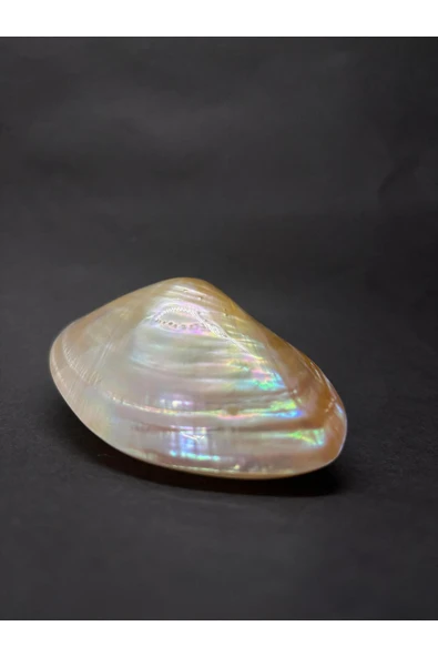 gemsartdeco CABEBE KABUK ürün görseli 1