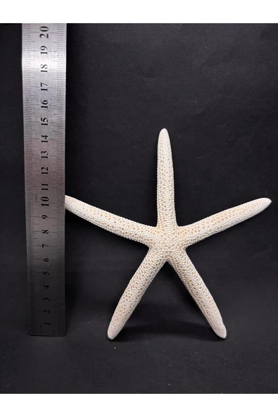 gemsartdeco PARMAK DENİZ YILDIZI - Resim 4
