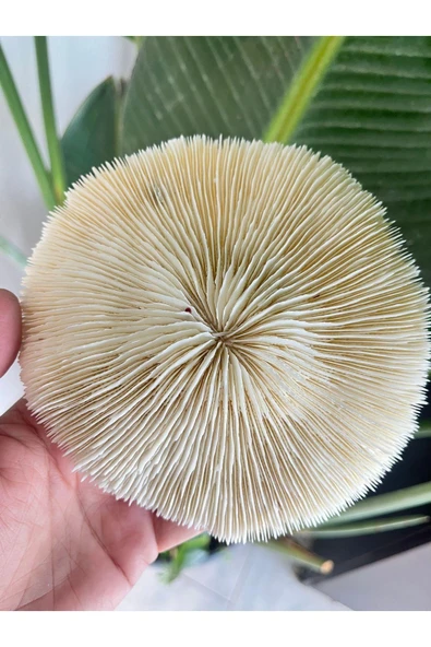 gemsartdeco Mantar Mercan ürün görseli