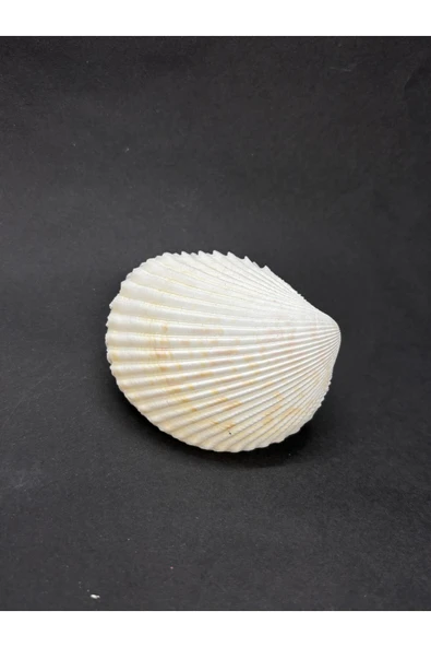 gemsartdeco BEYAZ COCKLES KABUK - Resim 5