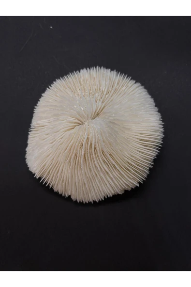 gemsartdeco MANTAR MERCAN - Resim 4