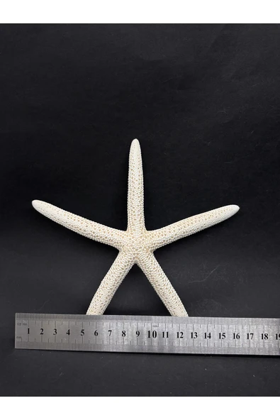 gemsartdeco PARMAK DENİZ YILDIZI - Resim 3