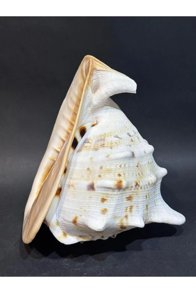 gemsartdeco CASIS KABUK M BOY ürün görseli