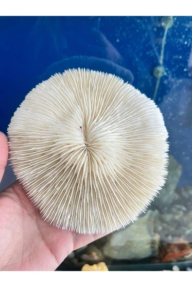 gemsartdeco Mantar Mercan - Resim 2