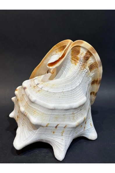 gemsartdeco CASIS KABUK M BOY - Resim 4