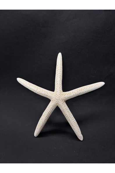 gemsartdeco PARMAK DENİZ YILDIZI ürün görseli
