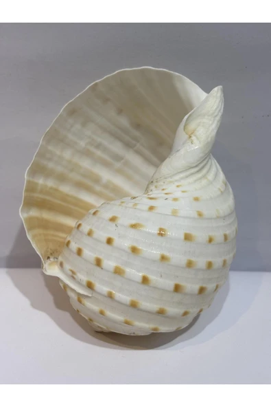 gemsartdeco TONA SKOSA SHELL - Resim 6