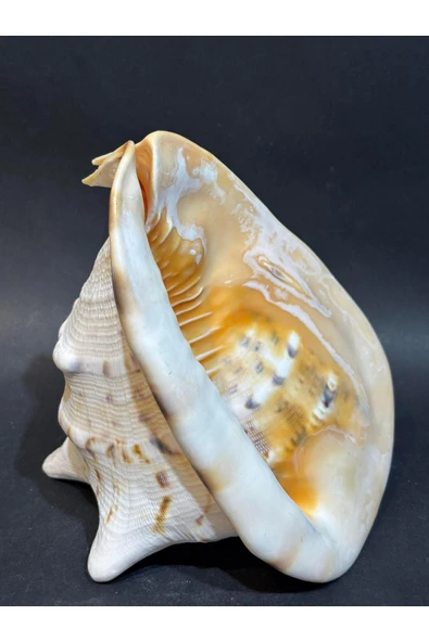 gemsartdeco CASIS KABUK M BOY - Resim 5