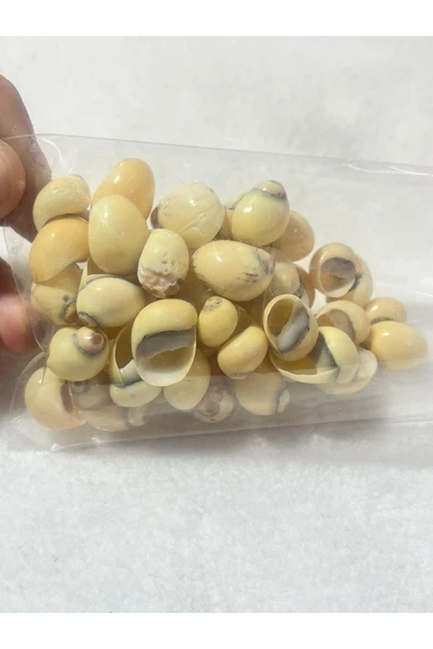 gemsartdeco Deniz Kabuğu Paketli (50 adet ) - Resim 3