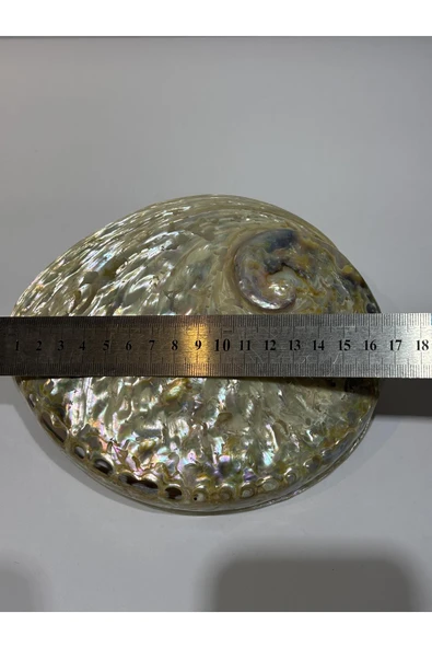 gemsartdeco Abalone Large Whitewidov ürün görseli 1