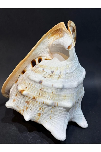 gemsartdeco CASIS KABUK M BOY - Resim 3