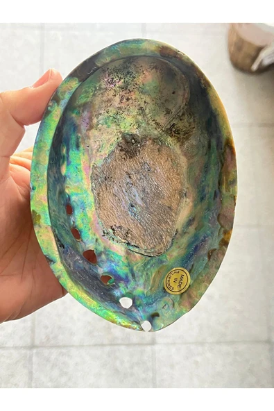 gemsartdeco Paua Sedef Kabuk Filipinler - Resim 4