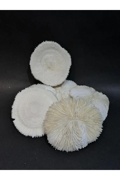 gemsartdeco MANTAR MERCAN - Resim 2