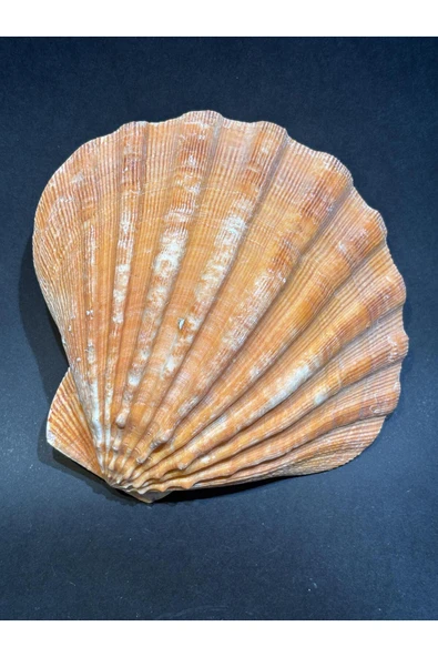 gemsartdeco Lion's Paw Scallop Kabuk - Resim 4