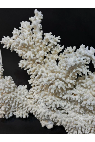 gemsartdeco DAL MERCAN - Resim 3