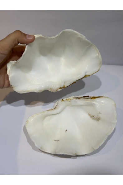 gemsartdeco TRIDACNA KOLEKSİYON KABUK - Resim 3