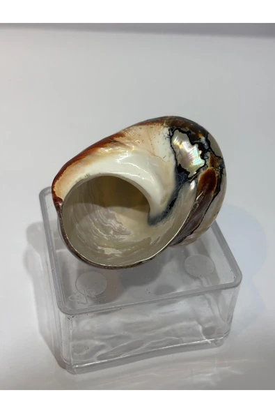 gemsartdeco SARMATICOS KABUK - Resim 7