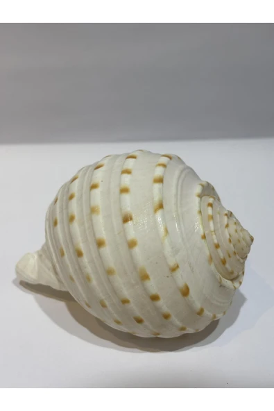 gemsartdeco TONA SKOSA SHELL - Resim 4