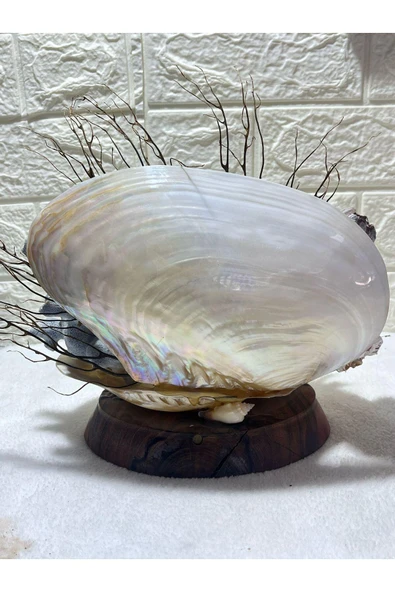 gemsartdeco Gerçek Mercan ve Kabuk Obje - Resim 2