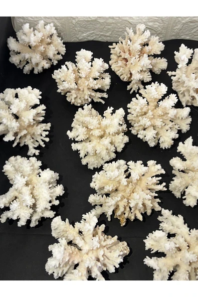 gemsartdeco Mercan Doğaltaş Boy 3 - Resim 4