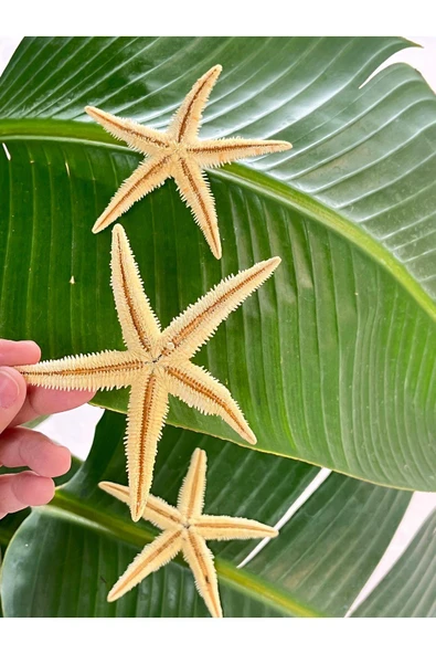 gemsartdeco Deniz Yıldızı 3 Adet - Resim 2