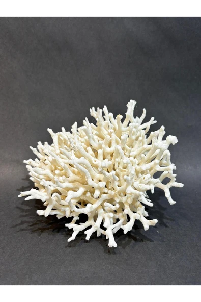 gemsartdeco İNCE DAL MERCAN - Resim 2