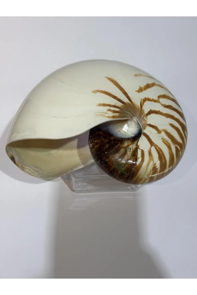 gemsartdeco NATİLUS KOLEKSİYON KABUK - Resim 6