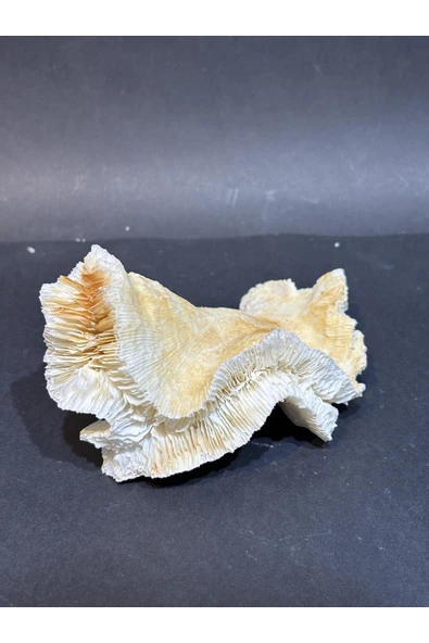 gemsartdeco BEYİN MERCAN - Resim 4