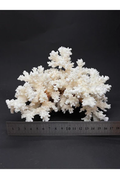 gemsartdeco Dal Mercan Harika Koleksiyon - Resim 7