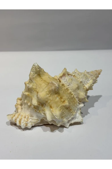 gemsartdeco BURSA BUBO KABUK ORTA BOY - Resim 2