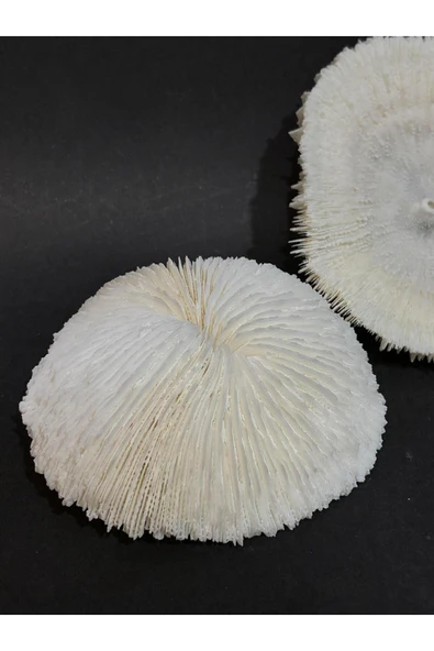 gemsartdeco MANTAR MERCAN - Resim 5