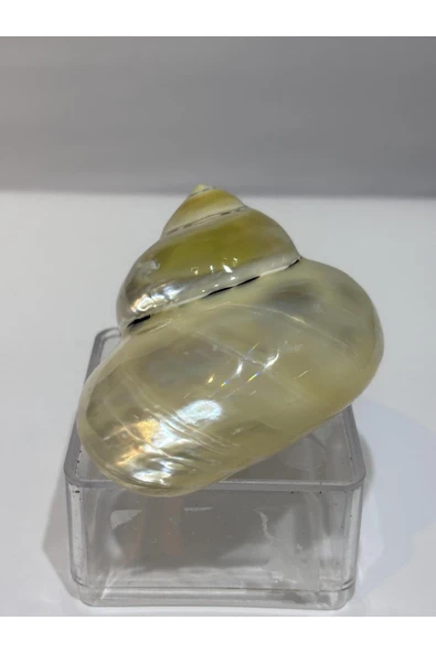 gemsartdeco TURBO BURGES SEDEFLİ - Resim 2