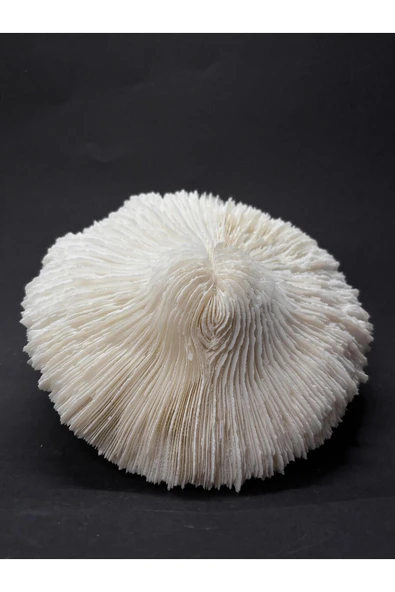 gemsartdeco MANTAR MERCAN ürün görseli