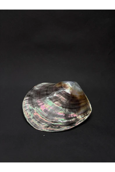 gemsartdeco BLACK LİP KABUK ürün görseli 1