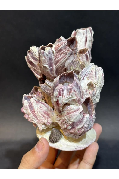 gemsartdeco Lale Mercan Özel Stantlı - Resim 5