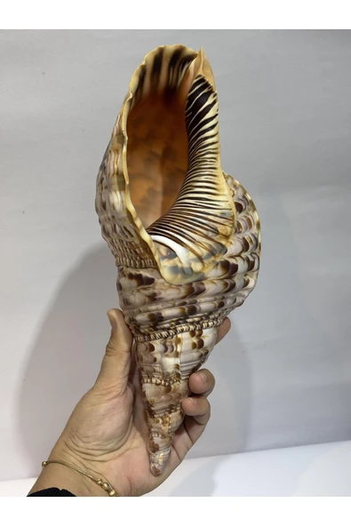 gemsartdeco TRIATON KABUK - Resim 2